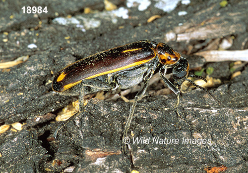 Pyrota insulata, Meloidae